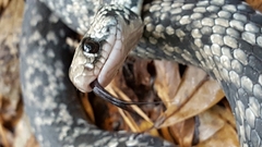 Coluber constrictor anthicus
