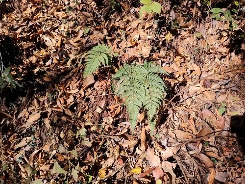 Dryopteris saxifraga iNat (2)