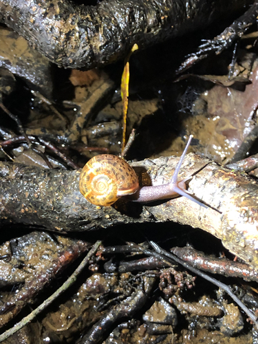 Elona quimperiana