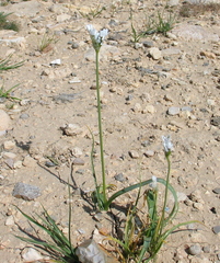Allium palaestinum