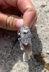 Masturus lanceolatus