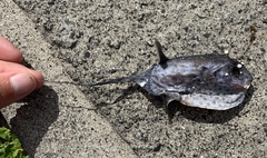 Masturus lanceolatus