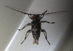 Graphisurus fasciatus