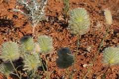 Ptilotus xerophilus