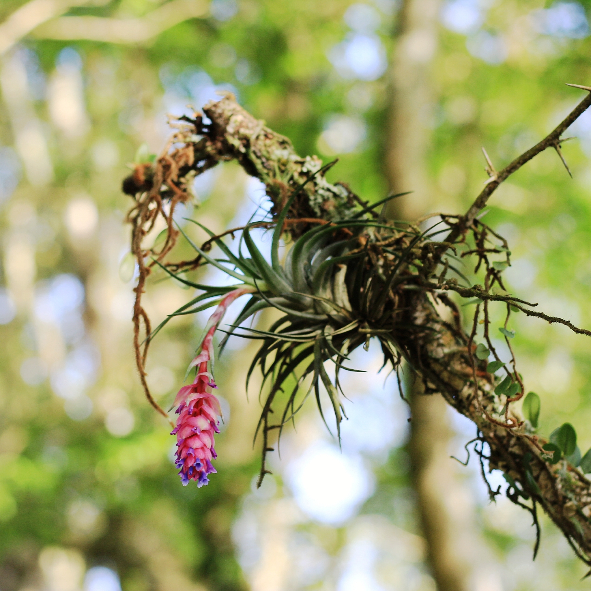 Tillandsia stricta