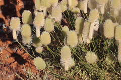 Ptilotus xerophilus