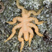 Stearns' Sea Spider - Photo (c) Don Loarie, some rights reserved (CC BY)