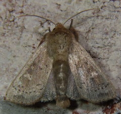 Leucania pseudargyria