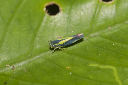 Ishidaella anemolua, 2025-11-22