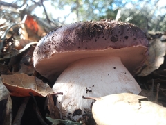 Tylopilus indecisus