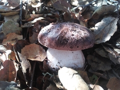 Tylopilus indecisus