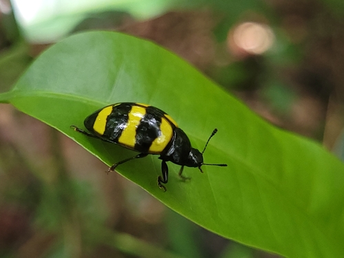 Iphiclus tricinctus