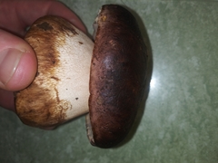 Tylopilus indecisus
