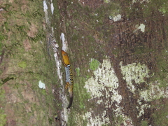 Gonatodes concinnatus