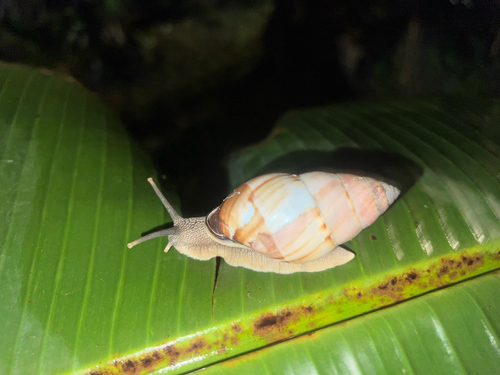 Amphidromus inversus annamiticus, 2025-12-01