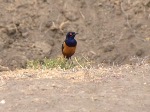 Lamprotornis hildebrandti