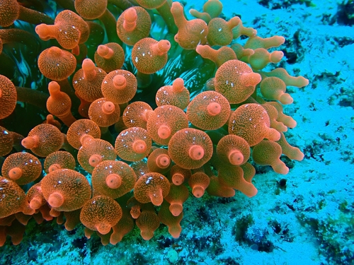 Bubble-tip Anemone — seen at this dive site