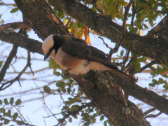 Eurocephalus ruppelli