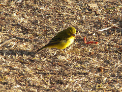 Crithagra sulphurata