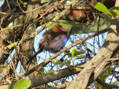 Granatina ianthinogaster