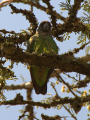 Poicephalus meyeri