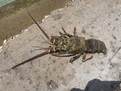 Panulirus penicillatus