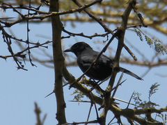 Laniarius funebris