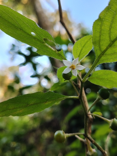 Lycianthes laevis iNat (3)