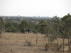 Struthio camelus massaicus