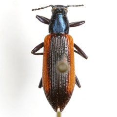 Strongylium championi