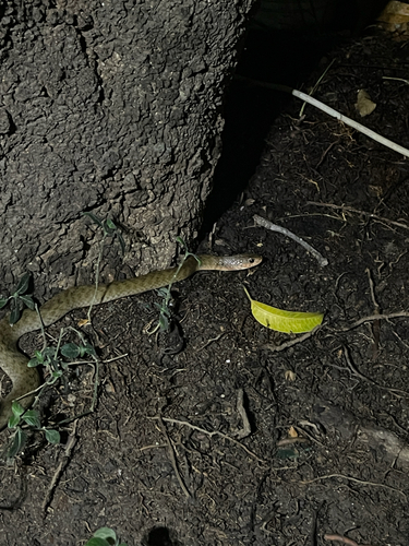 Common keelback sighting