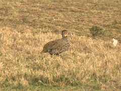Pternistis leucoscepus