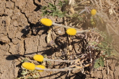 Angianthus tomentosus