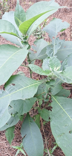 bugweed