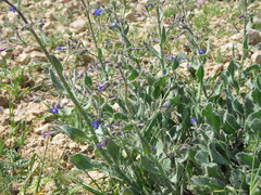 Anchusa strigosa