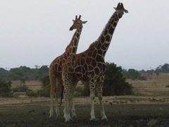 Giraffa camelopardalis reticulata