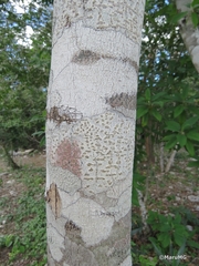 Diospyros tetrasperma