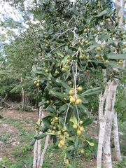 Diospyros tetrasperma