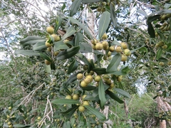 Diospyros tetrasperma
