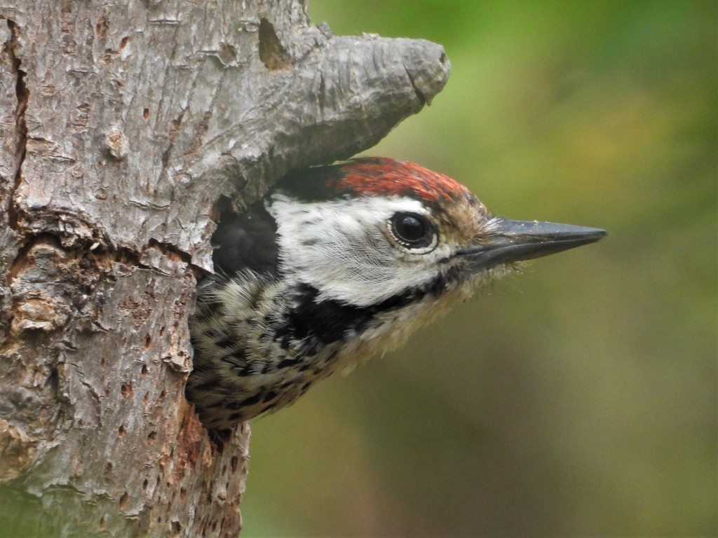 Freckle-Breasted Woodpecker