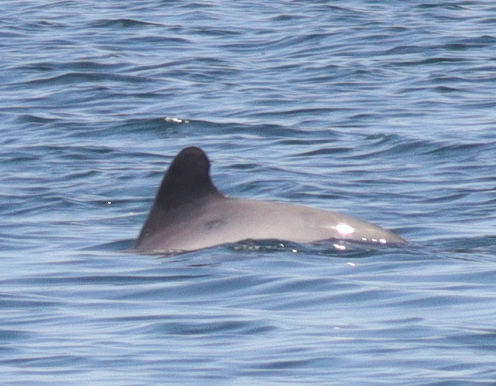 Chilean dolphin at the surface off Chiloé, with a rounded dorsal fin and pale grey flank