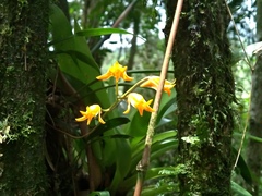Bifrenaria aureofulva