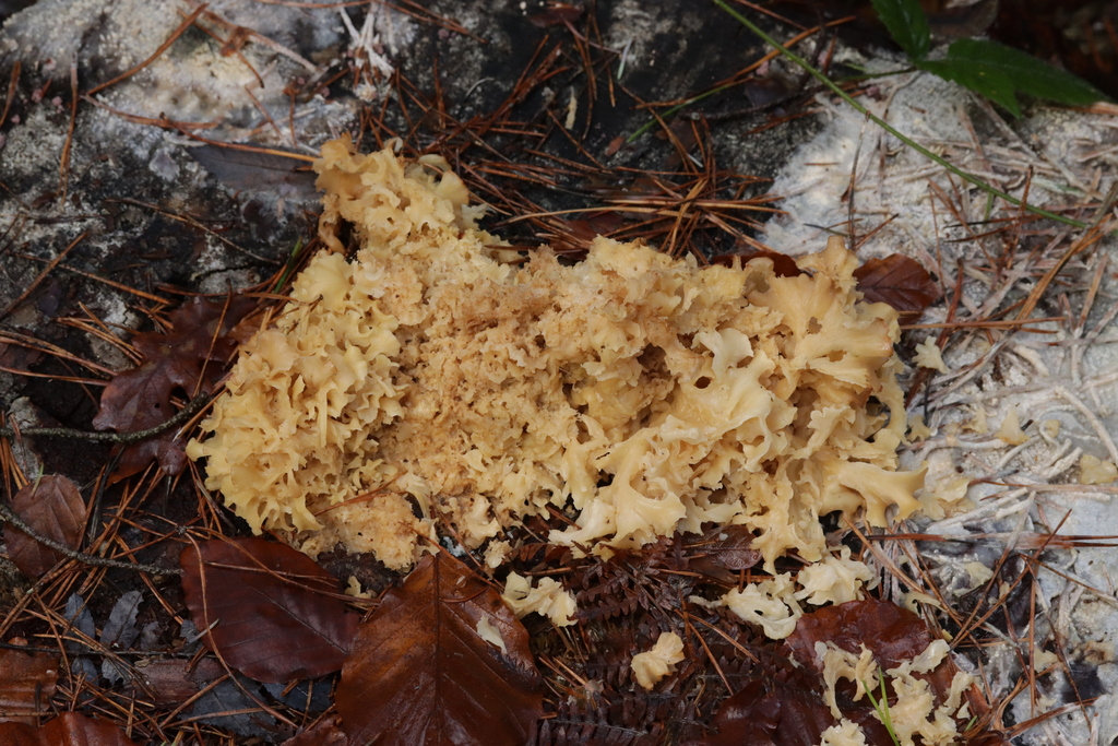 Sparassis crispa · November 2025 · photo: © bjoerns (iNaturalist, cc-by)