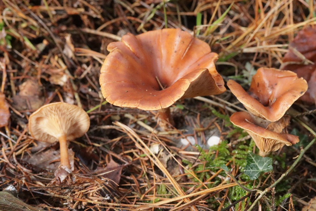 Paralepista flaccida · November 2025 · photo: © bjoerns (iNaturalist, cc-by)