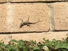 Sceloporus occidentalis