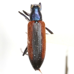 Strongylium championi