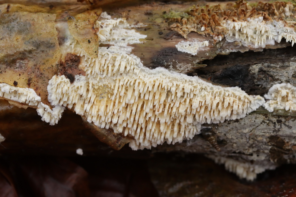 Basidioradulum radula · November 2025 · photo: © bjoerns (iNaturalist, cc-by)