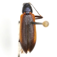 Strongylium championi