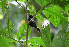 Cercomacra nigricans