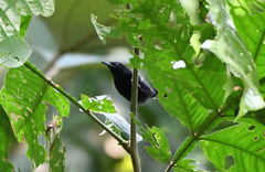 Cercomacra nigricans